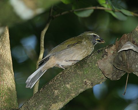 Lesser Antillean Saltator