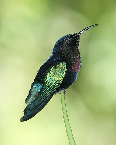 Purple-throated Carib