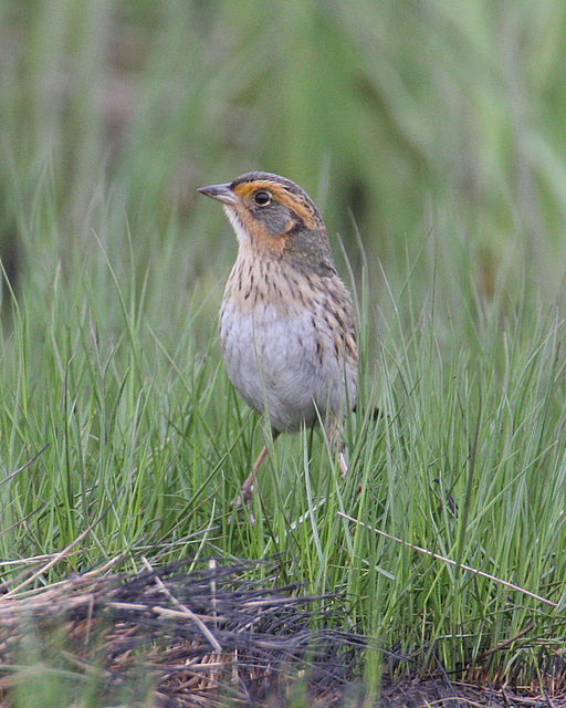 Salt Marsh Sharp-tailed Sparrow