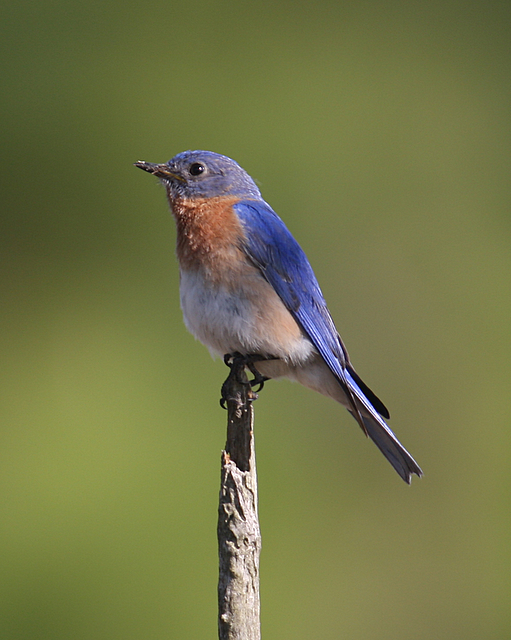 Eastern Bluebird