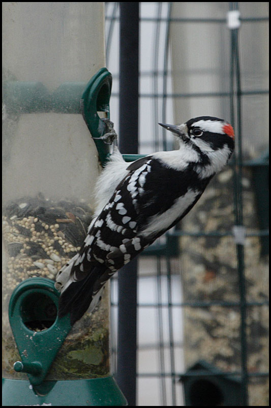 IMG_9600.JPG