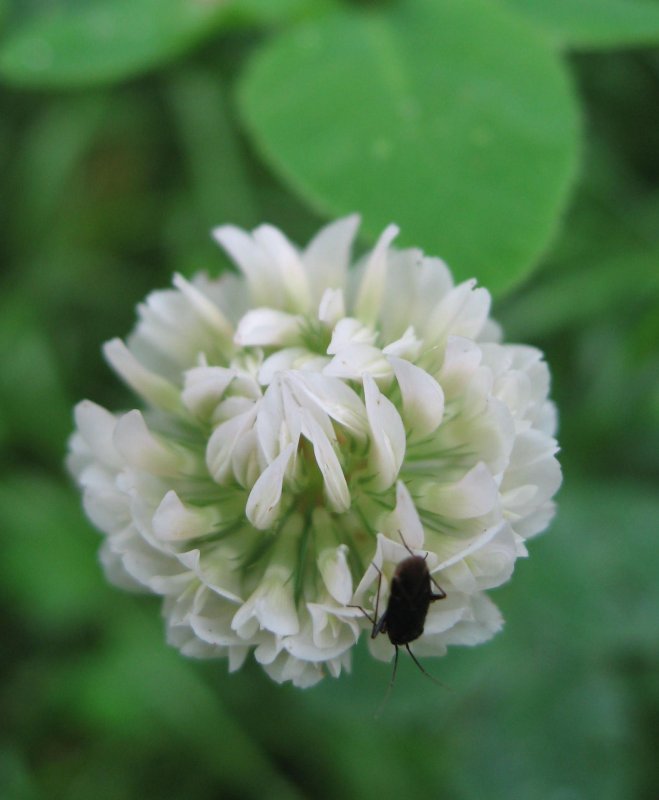 White Trefoil and a Black Beetle