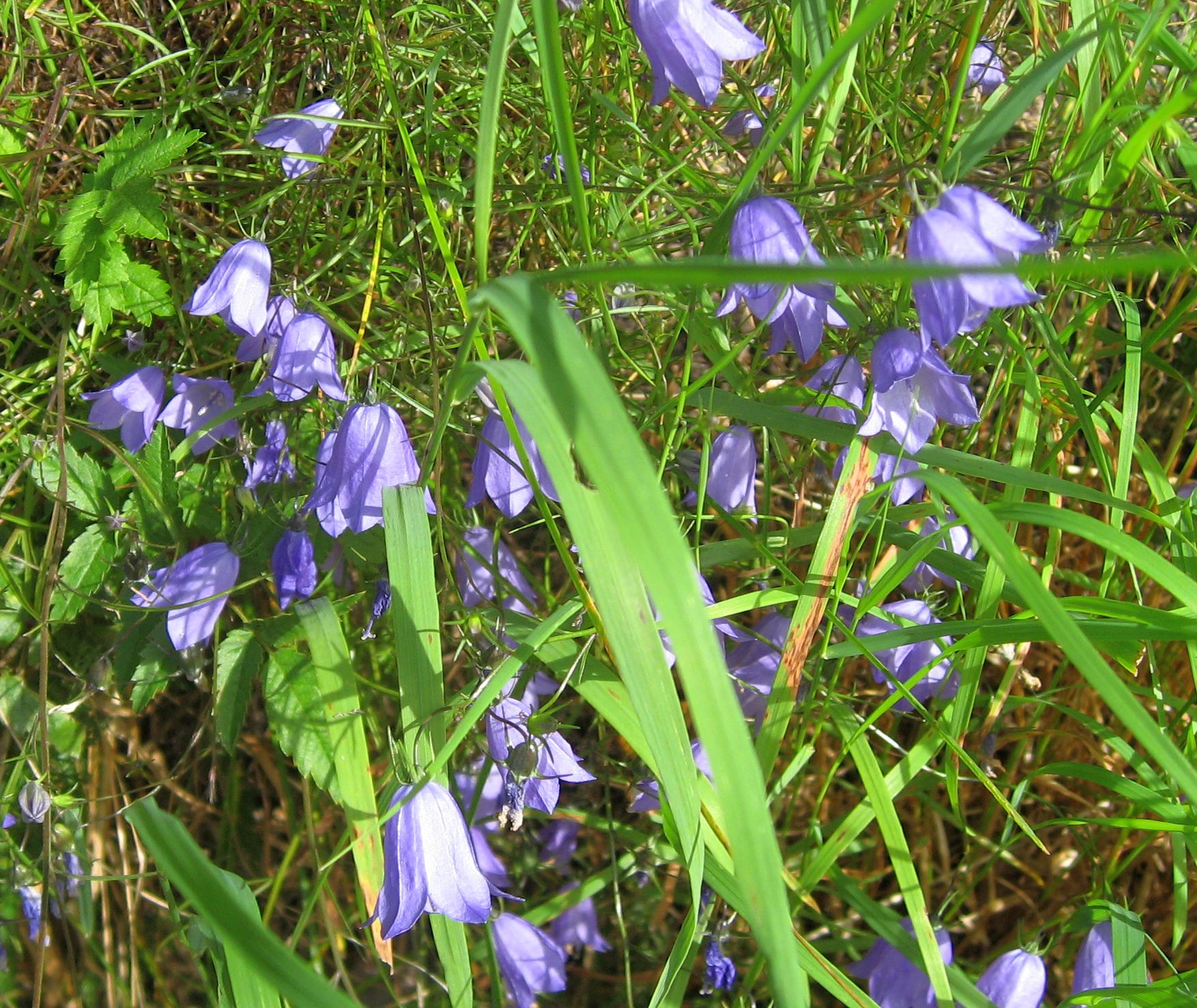 Campanula Rotundifolia / Bluebell / Bluebell Bellflower