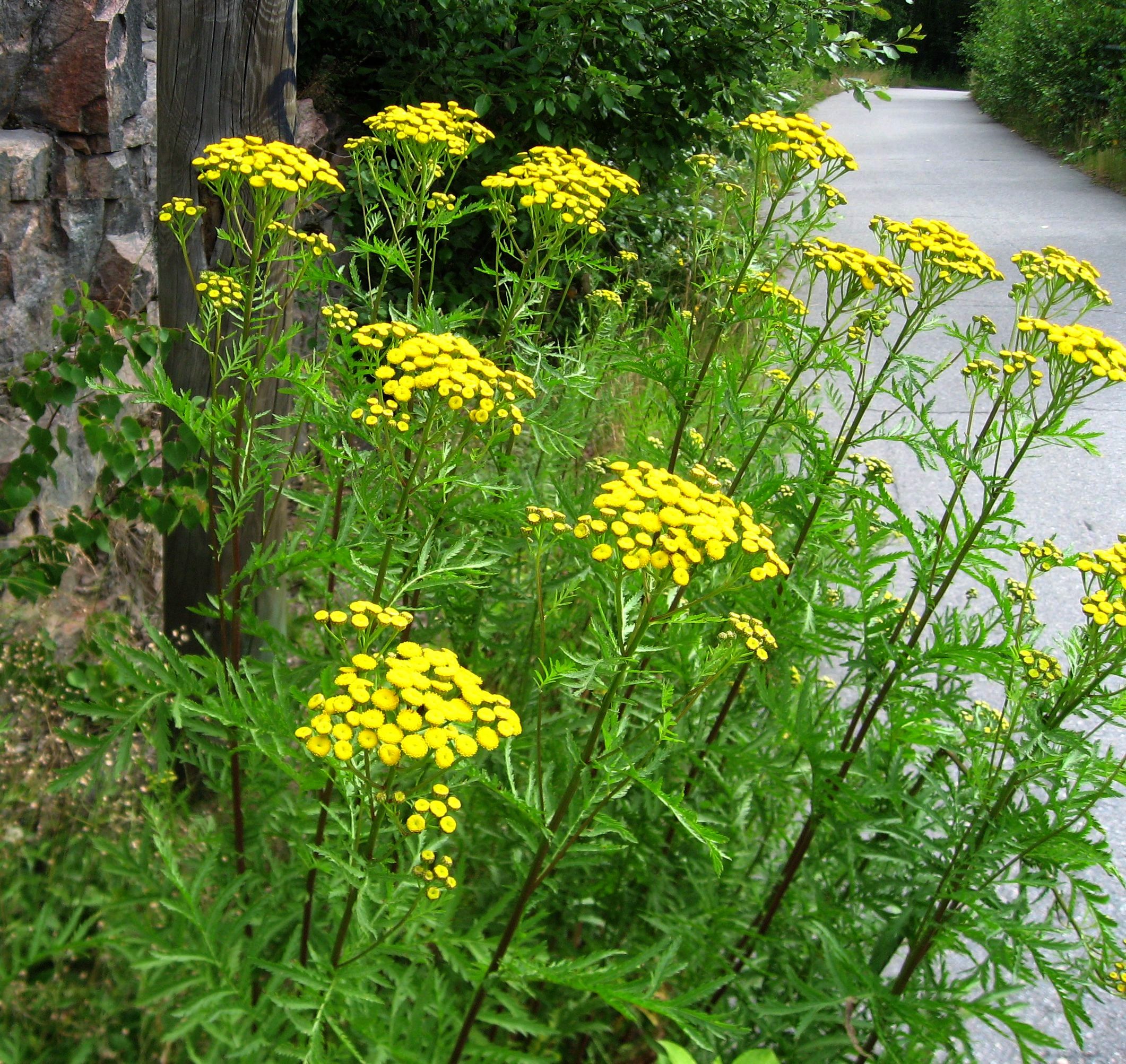 Tansy / Chrysanthemum tanacetum or Chrysanthemum Vulgare