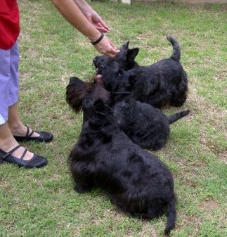 Let's have some treats before grooming... (Rae's Maggie, Fiona & Bella)