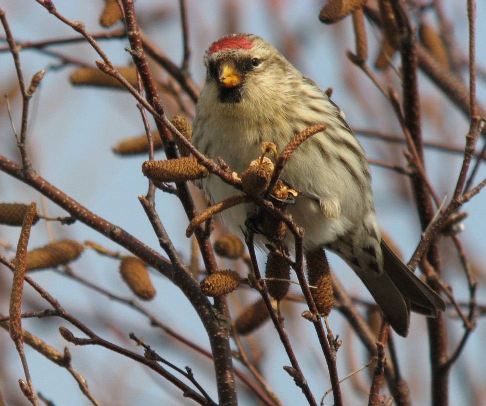 Common Redpoll