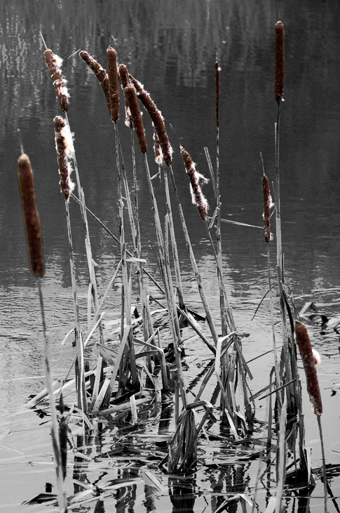 In winter disguise / I vinter forklædning