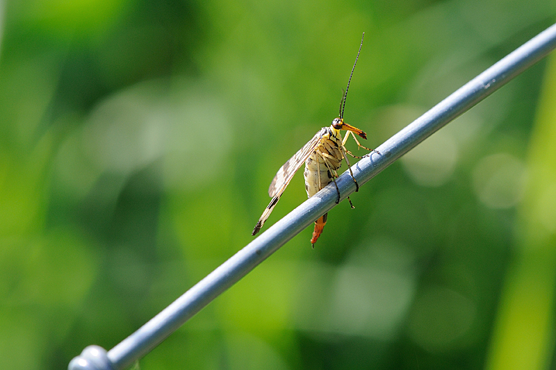 Bug on a wire / Insekt p trdhegn