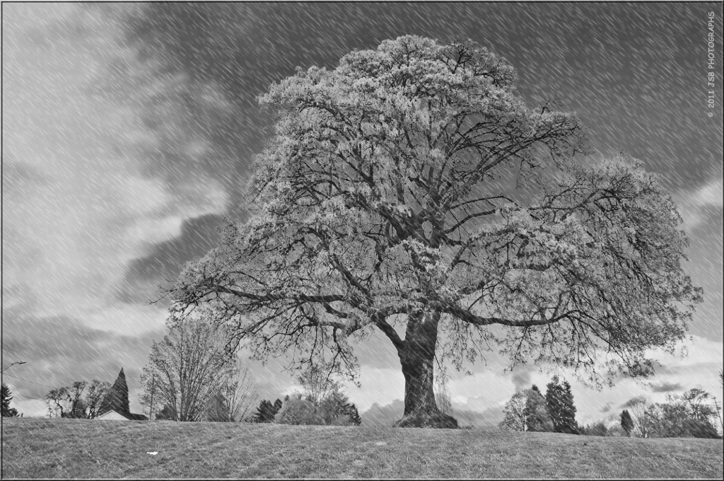 Tree in the park