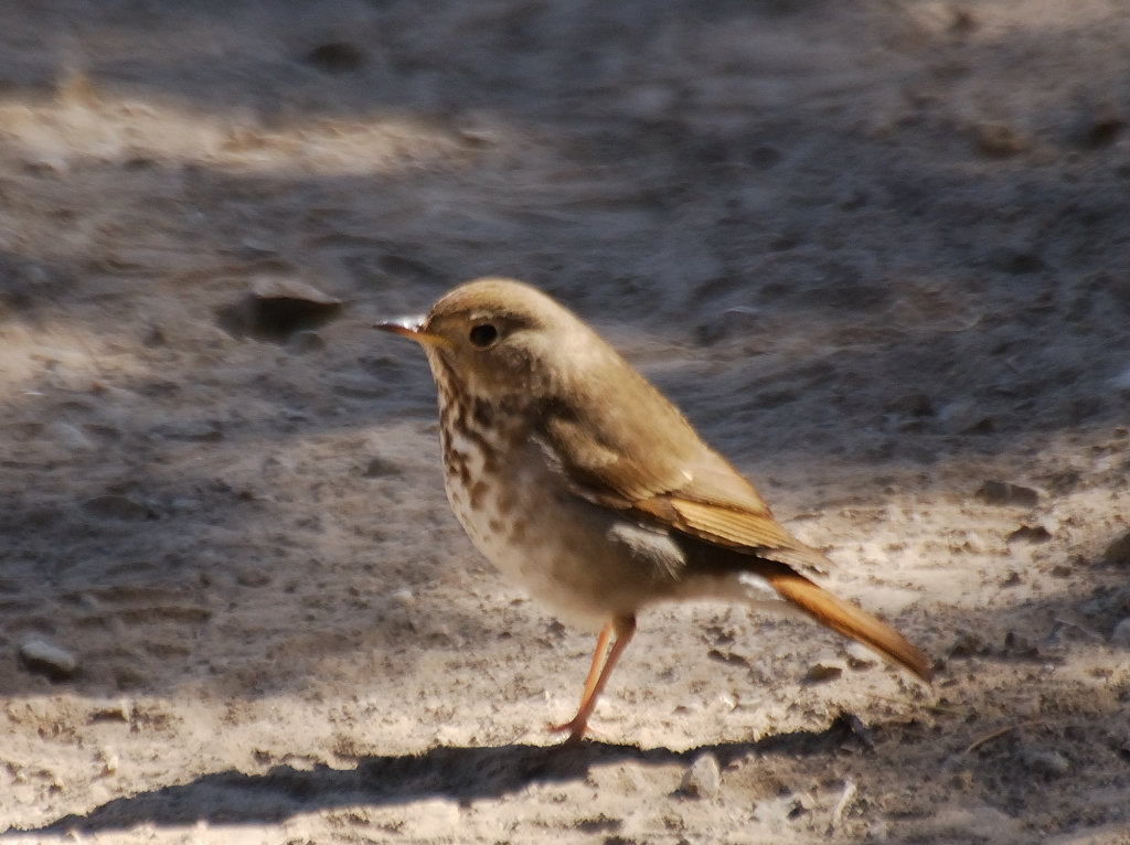 Hermit Thrush