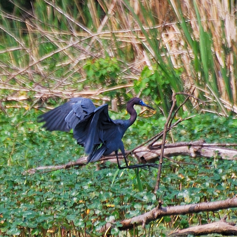 LITTLE BLUE HERON