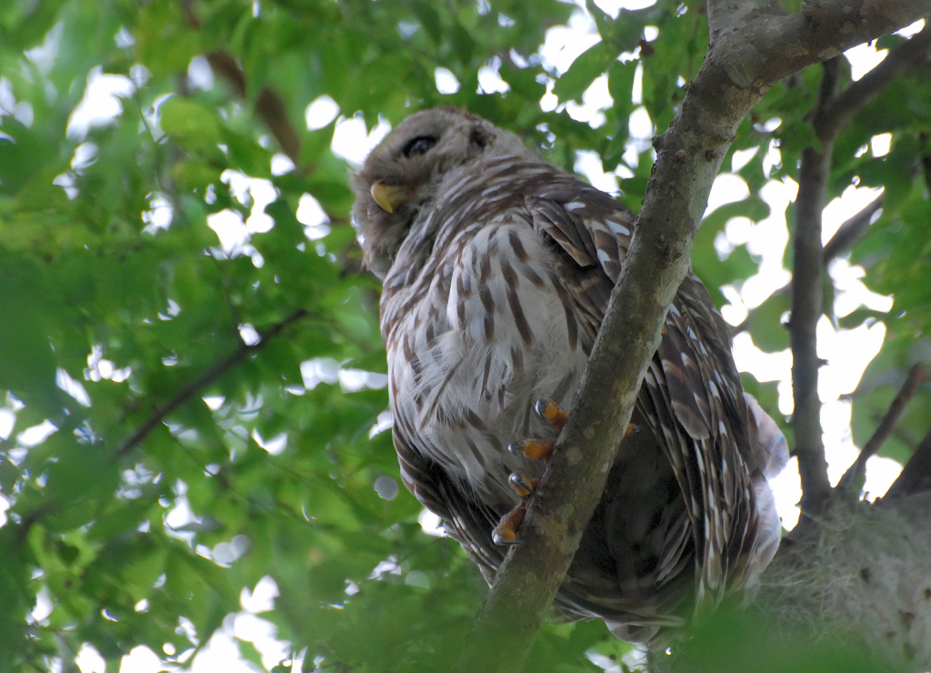 BARRED OWL