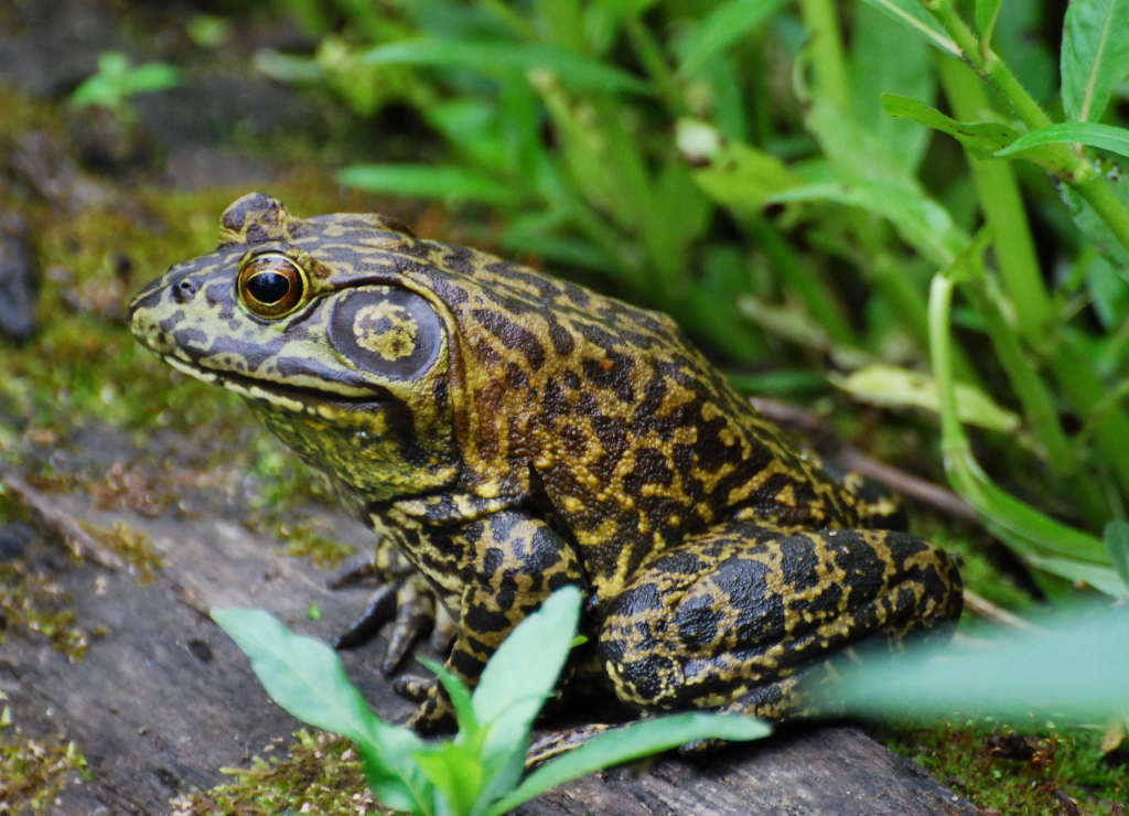 Green Frog