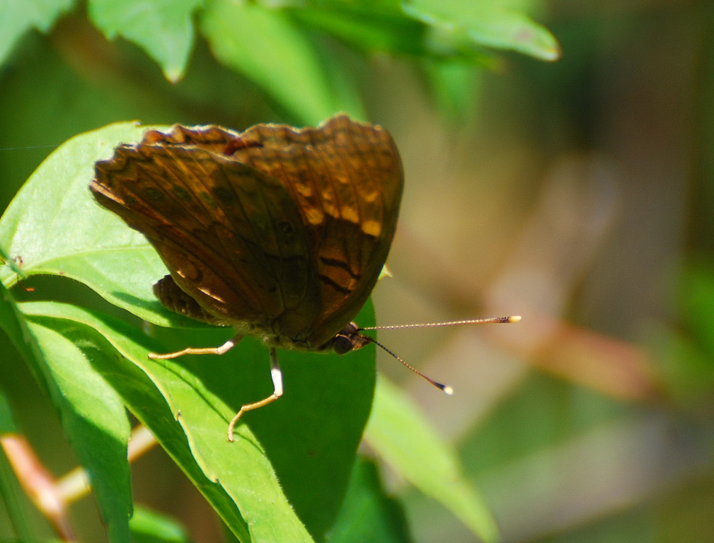 Tawny Emperor