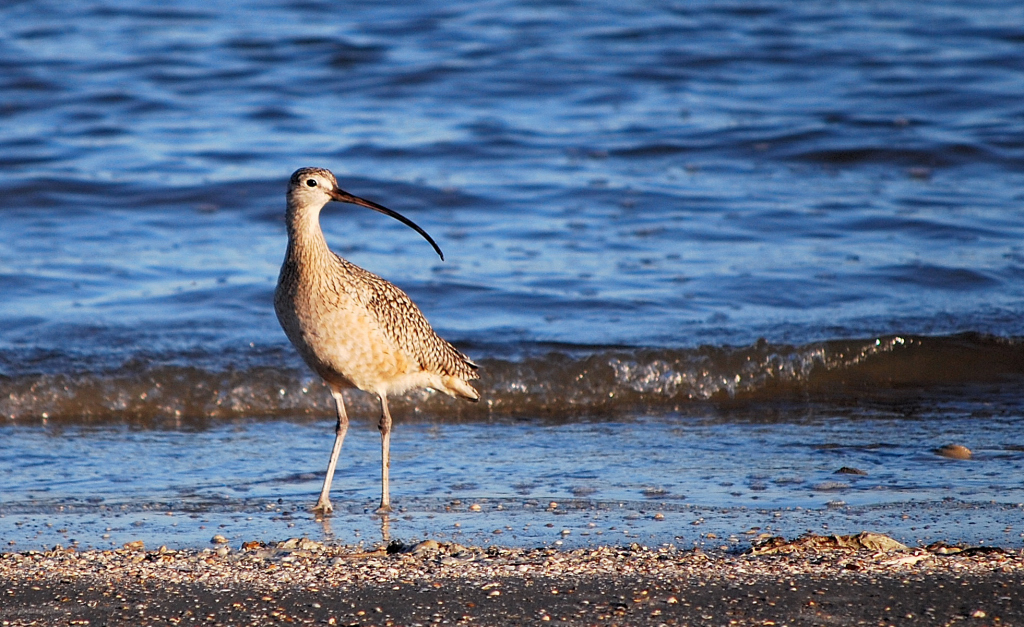 Long-billed Curlew