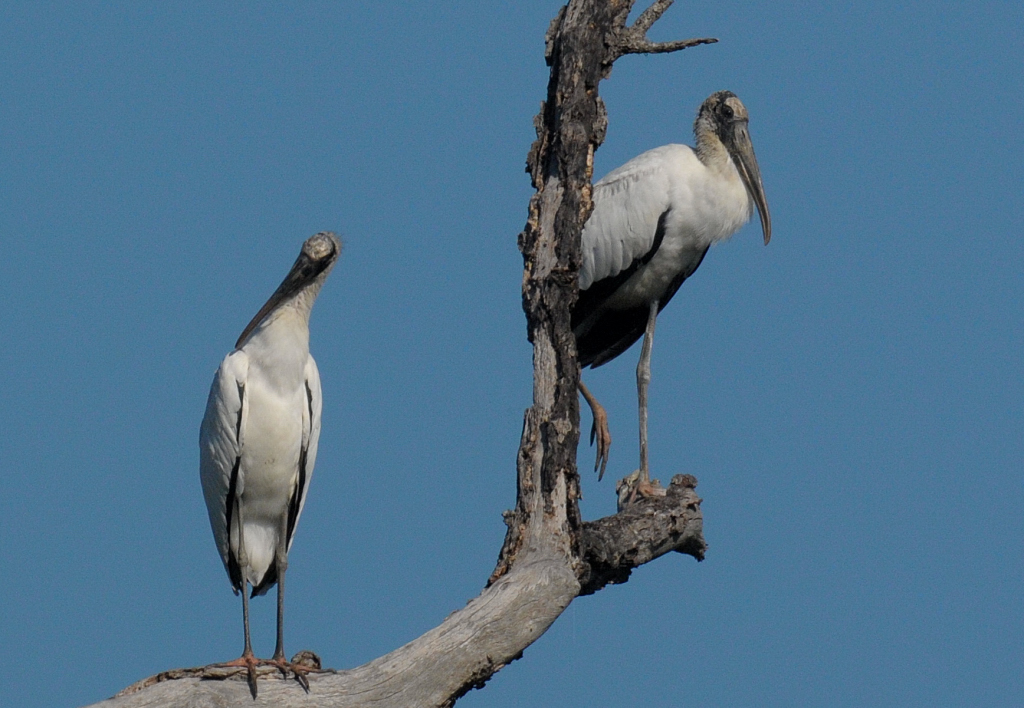 Wood Stork