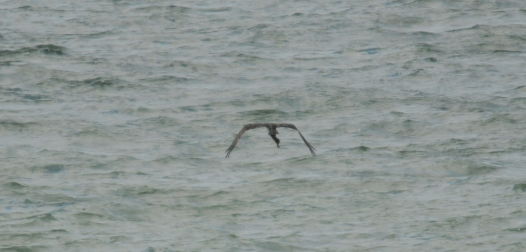 Hawk