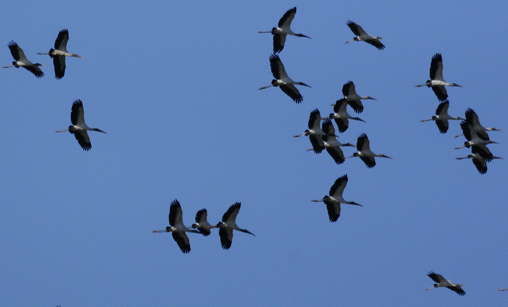 Wood Stork