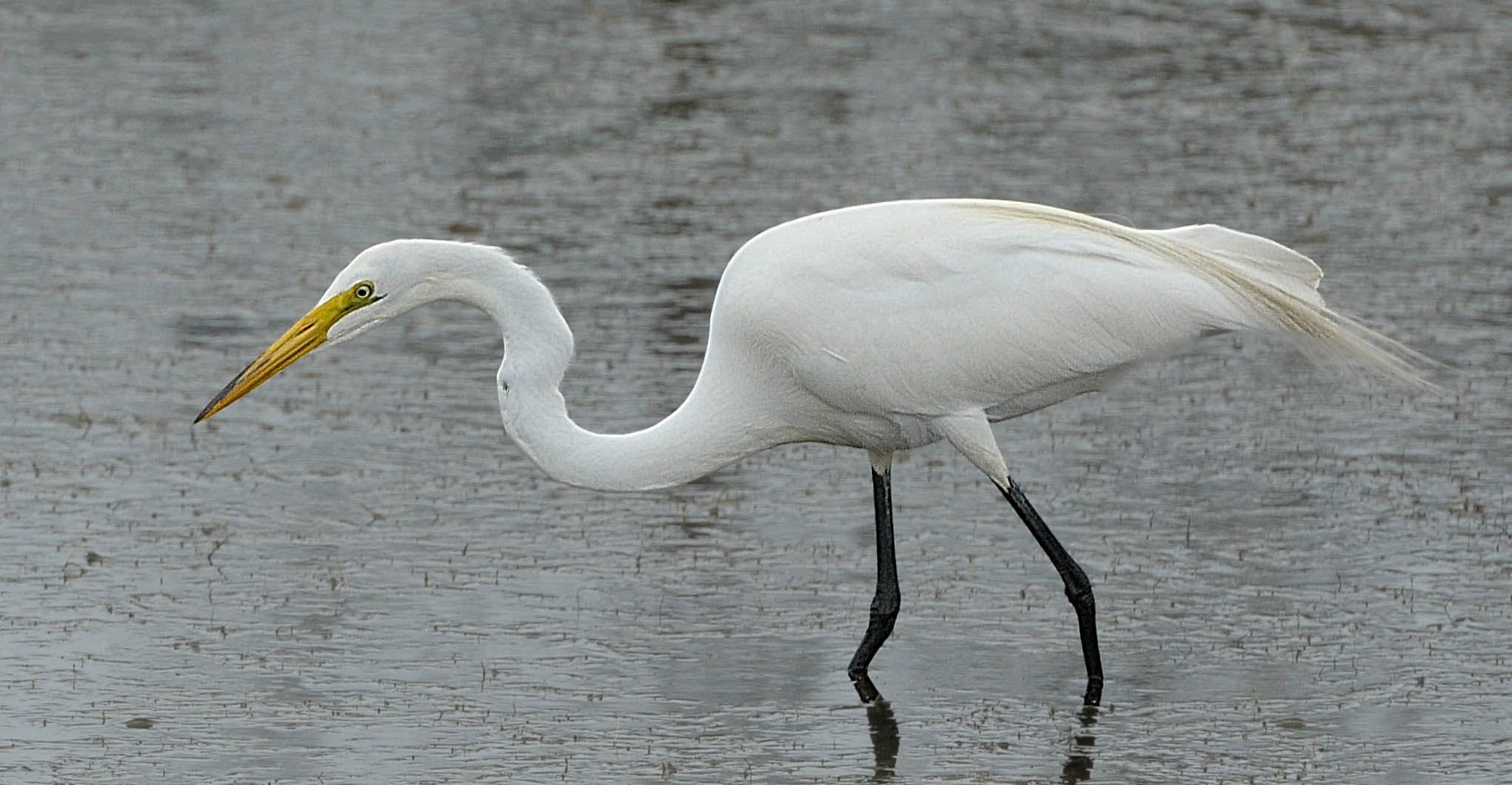Great  Egret