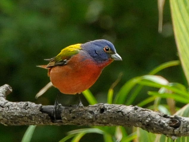 Painted Bunting