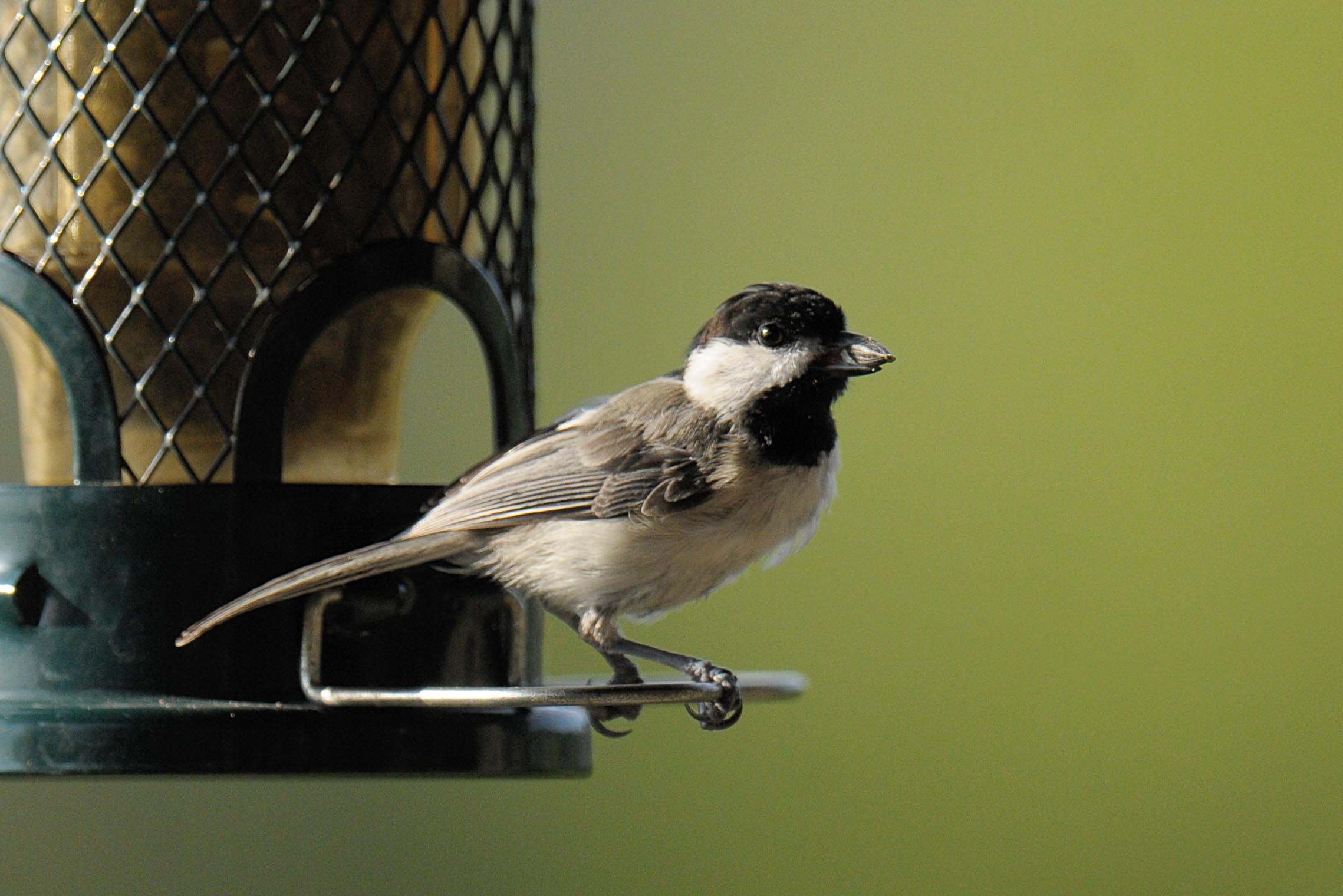 Carolina Chickadee