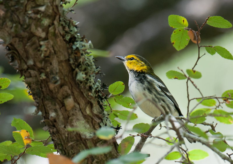 Golden-cheeked Warbler