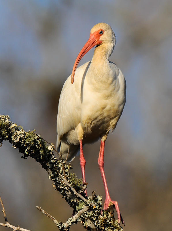 White Ibis