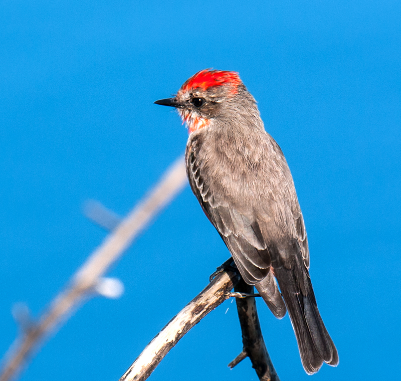 Vermillion Flycatcher