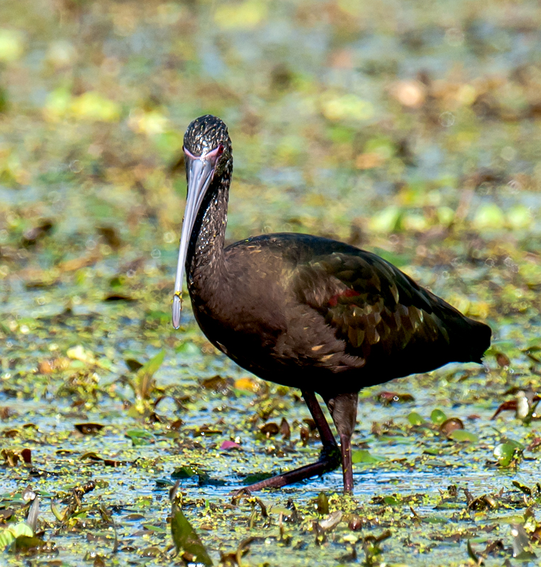 White-faced Ibis