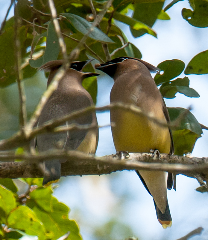 Cedar Waxwing
