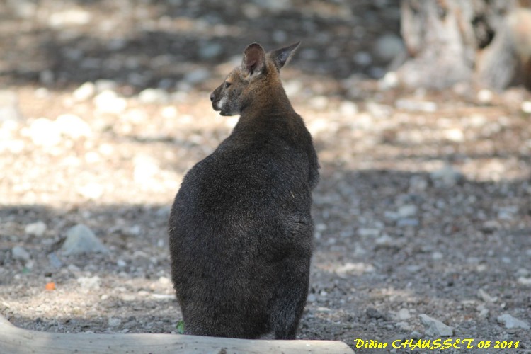 Wallabie