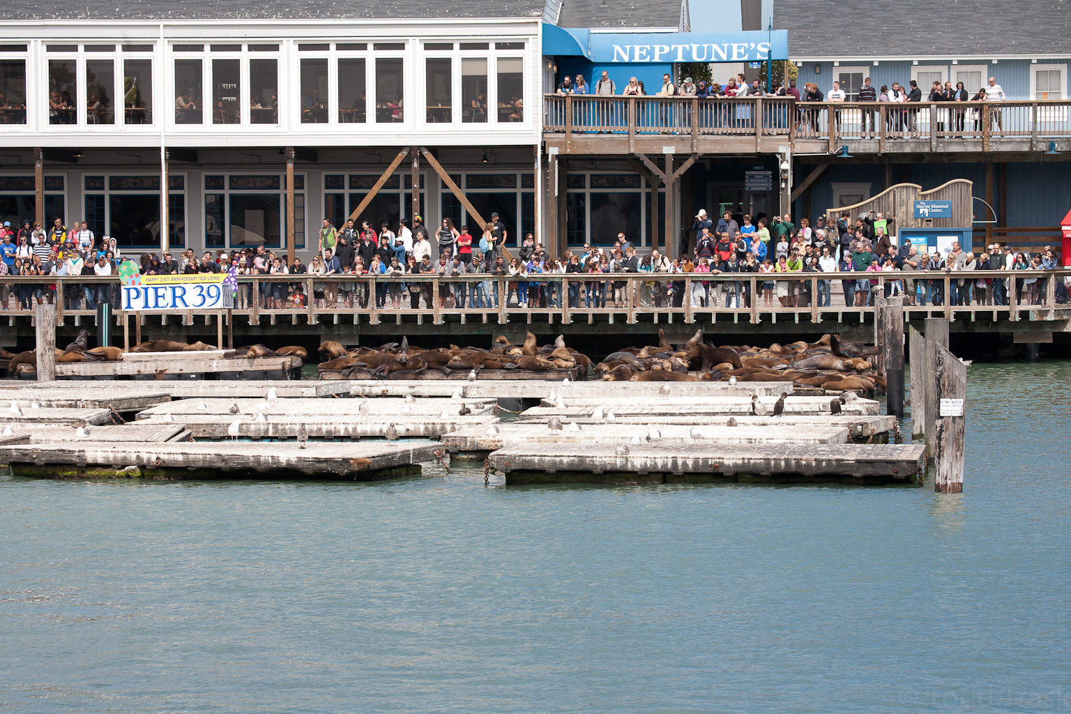 pier39seals2.jpg