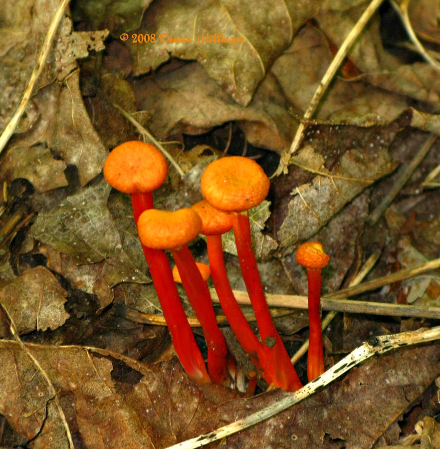 Orange Mushrooms