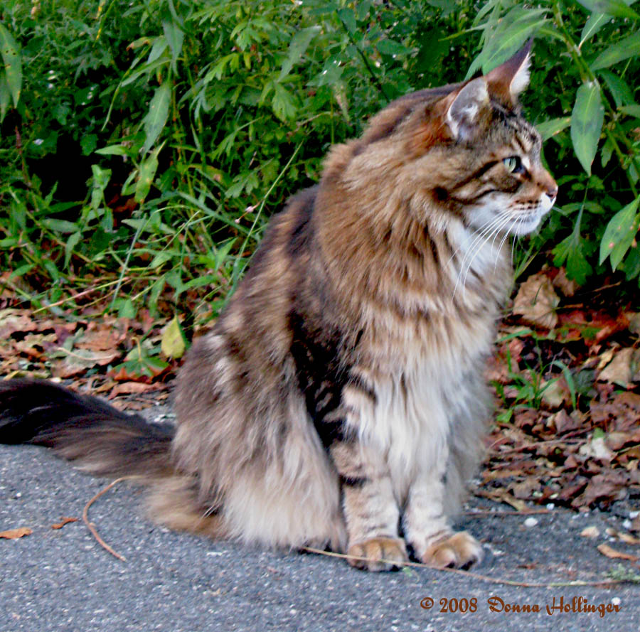 Maine Coon Cat Profile