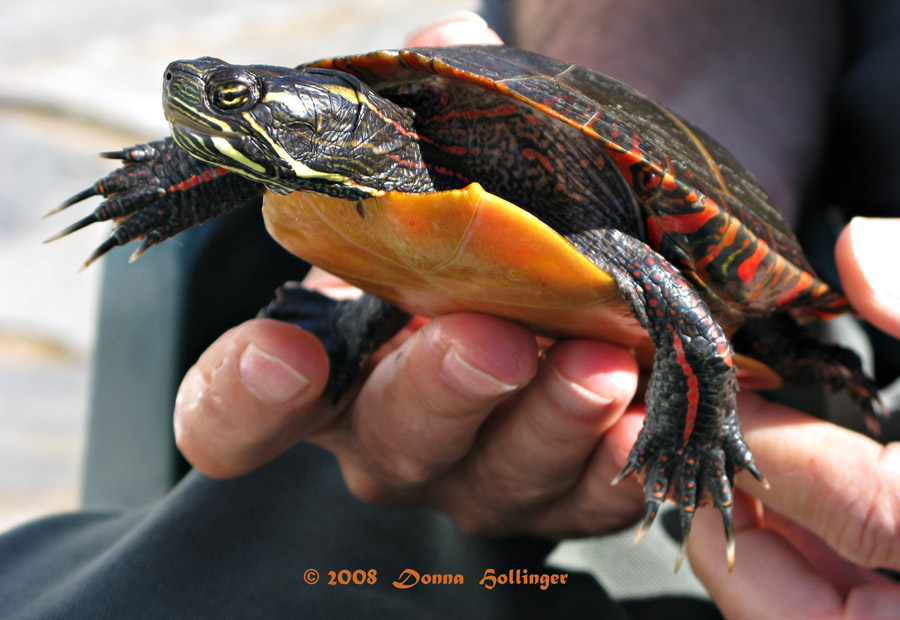 Painted Turtle