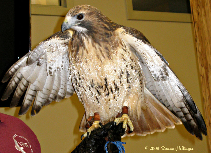 Red Tailed Hawk