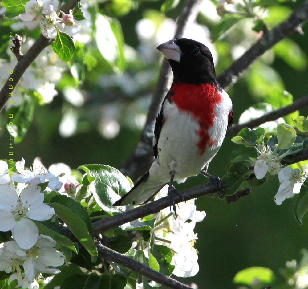 Rose Breasted Grosbeak With Apple Blossoms