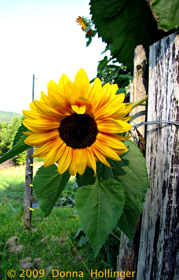 Sunflower in Annis Garden