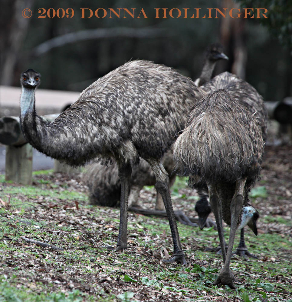 EMUS!!!