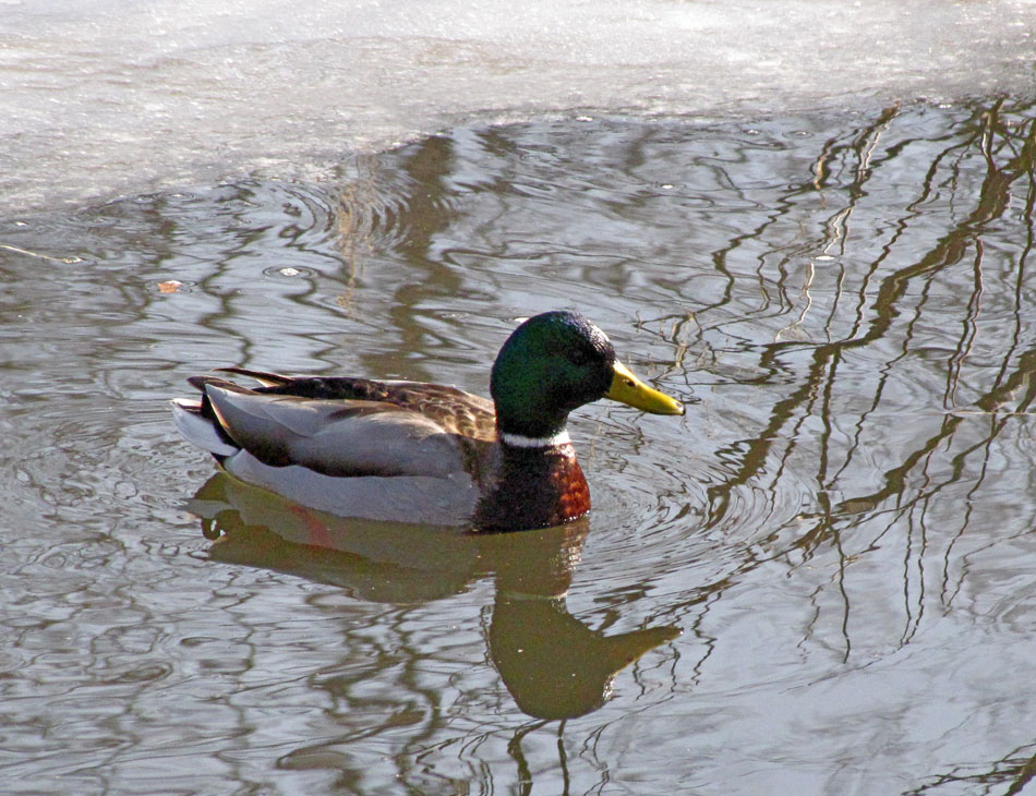 Where are you? Male Mallard