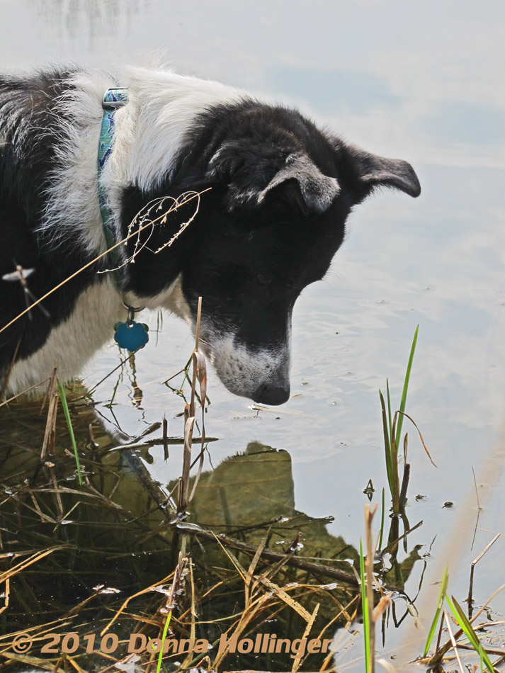 Fishing for Newts, Banjo