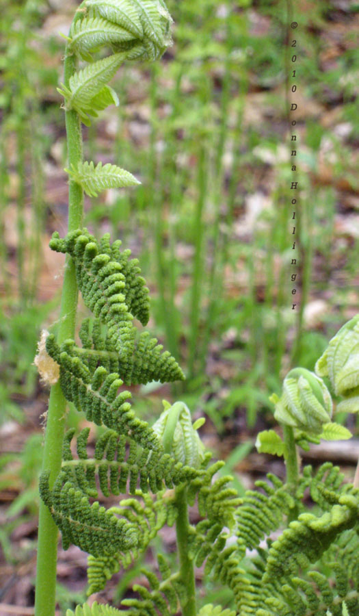 Interrrupted Fern Spores