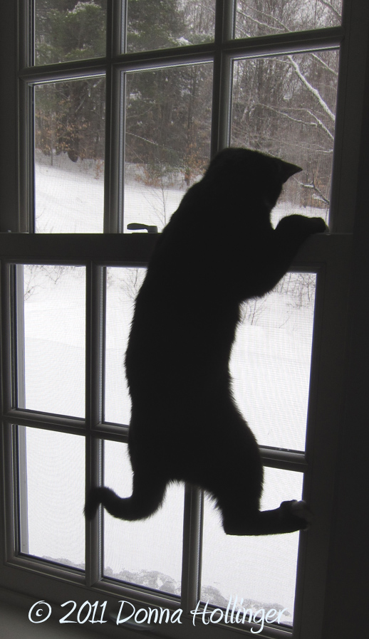 Jimi chasing a fly up a window.