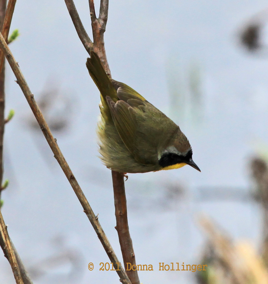 Male Common Yellowthroat