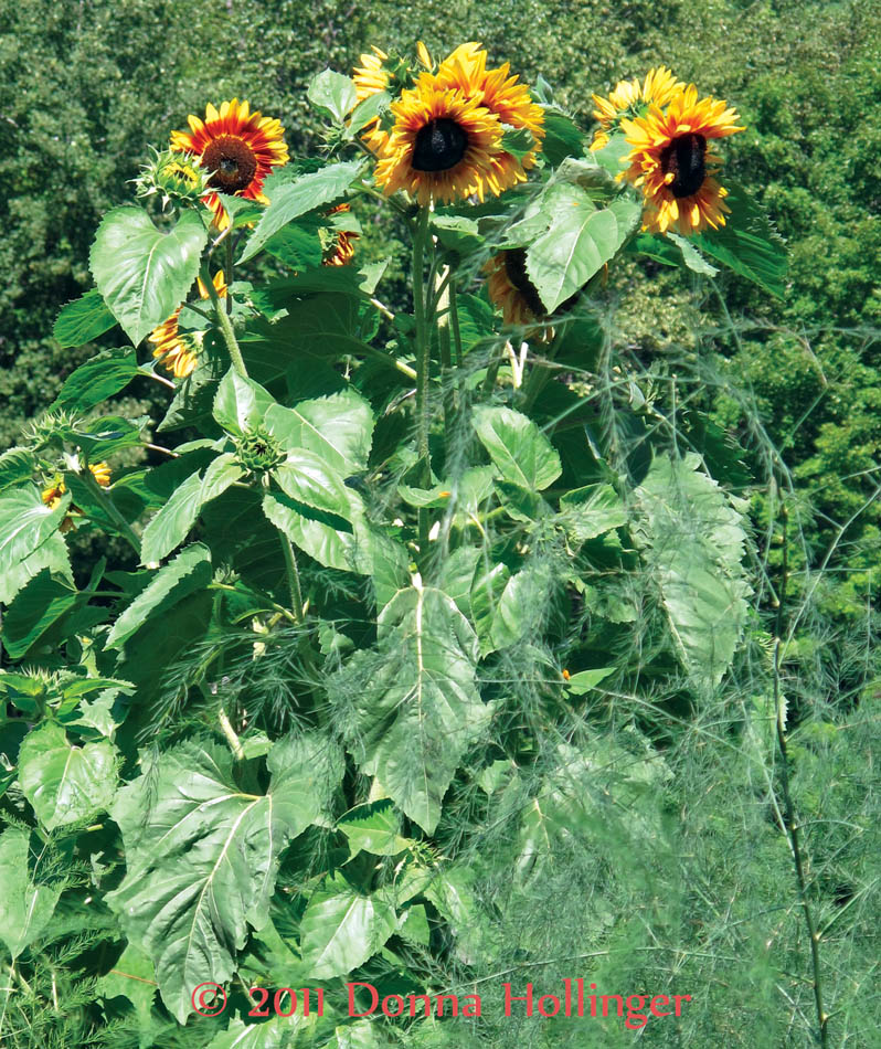 Yellow and Red Sunflowers