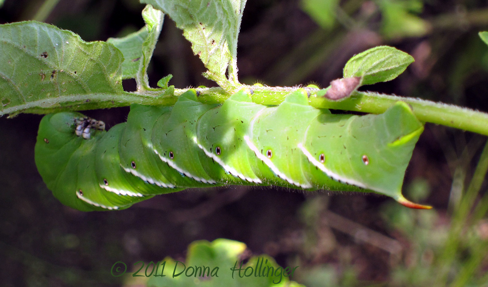 Mr. Hornworm Caterpillar eats a leaf