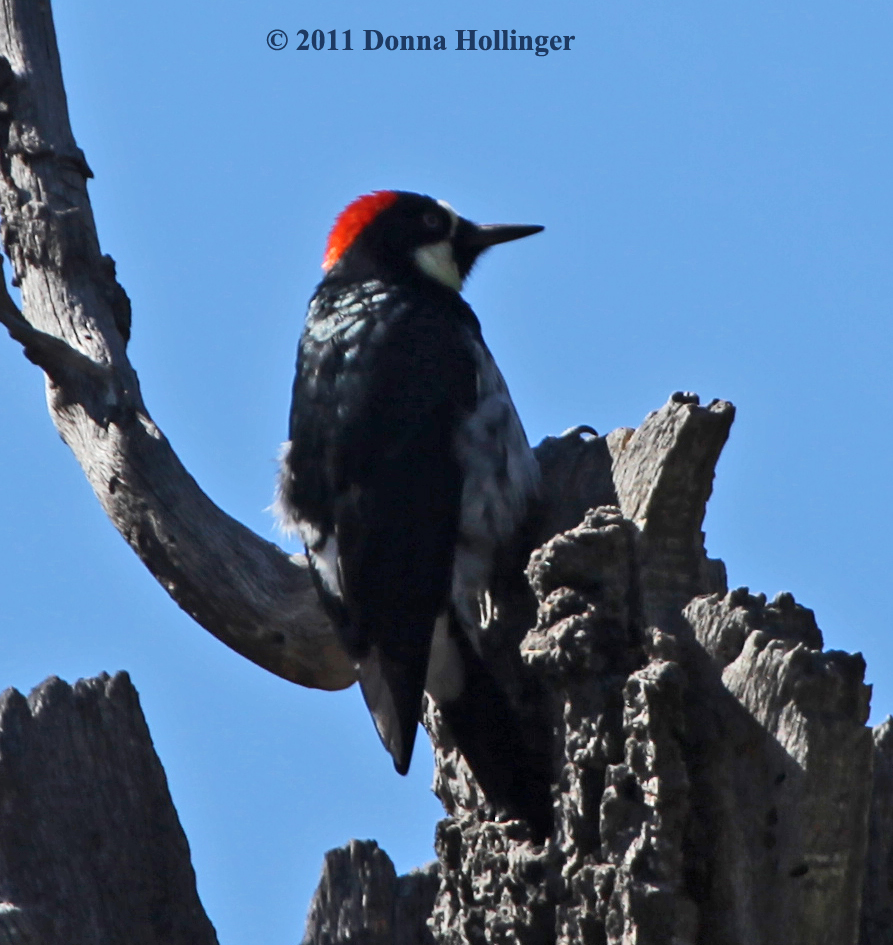 Acorn Woodpecker