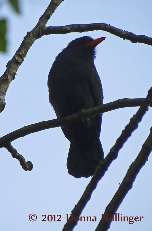 Black Fronted Nunbird