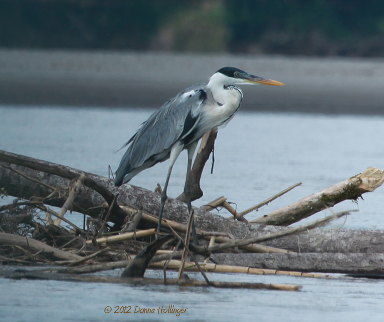 Cocoi Heron on the Napo River