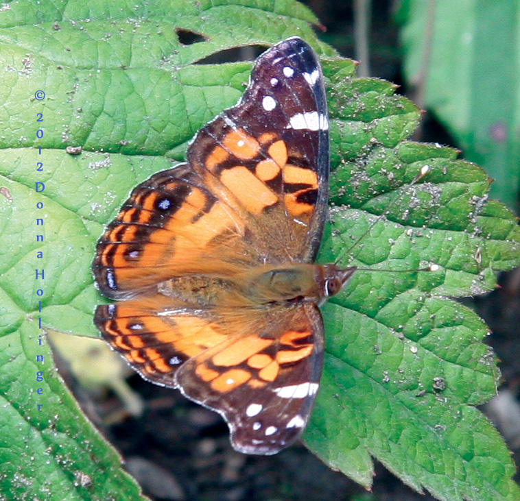 American Lady (Vanessa virginiensis)